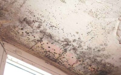 Spot the Trouble Early: Signs of Mold Every Homeowner Should Know