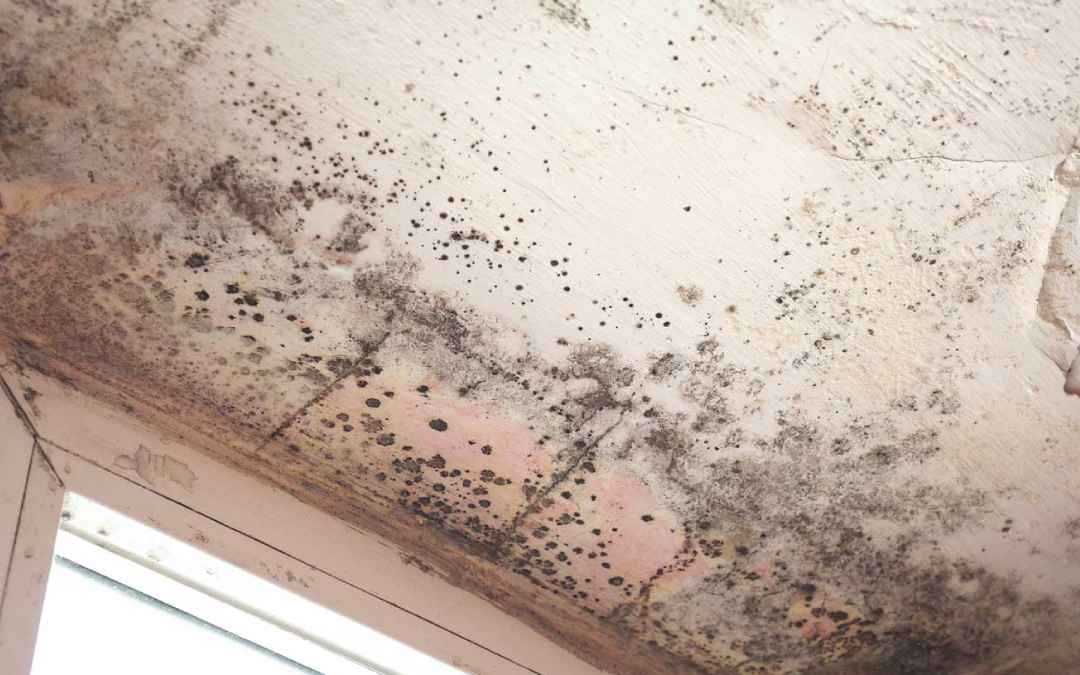 Spot the Trouble Early: Signs of Mold Every Homeowner Should Know